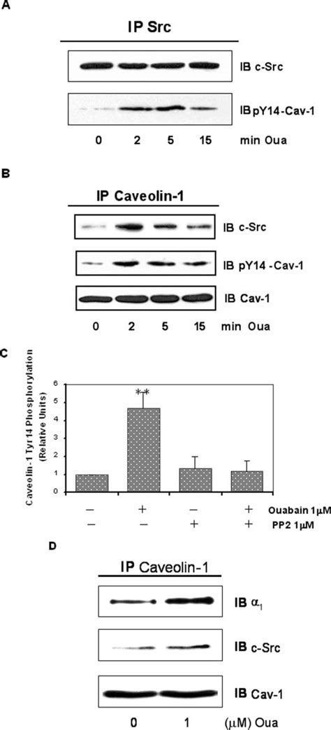 Ouabain Stimulates Tyrosine Phosphorylation Of Caveo Lin 1 In An