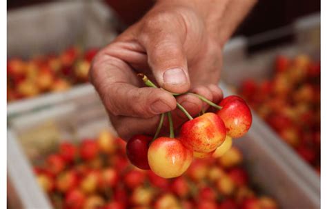 Meet The Rainier Cherry