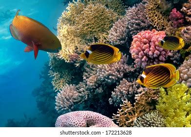 Coral Fish Red Sea Egypt Stock Photo Shutterstock