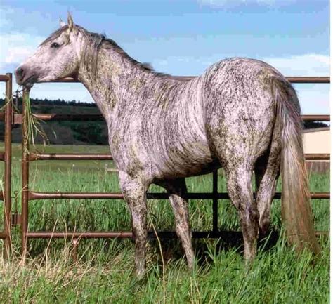 Brindle horse || This is often caused by chimerism but there may be ...