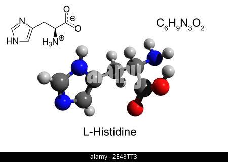 Histidine L Histidine His H Amino Acid Molecule Skeletal Formula