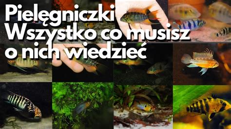 Pielęgniczki wszystko co musisz o nich wiedzieć akwarium