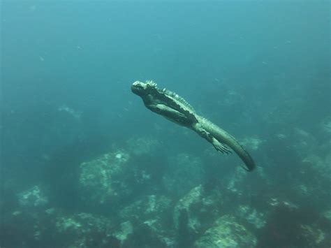 Marine Iguana Galapagos Diving - Free photo on Pixabay - Pixabay