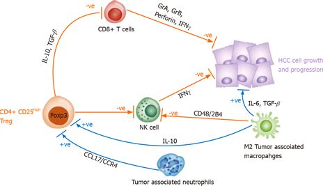 Hepatocellular Carcinoma In Viral And Autoimmune Liver Diseases Role