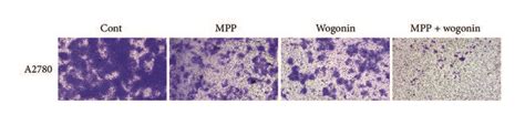 Combination Effects Of Wogonin And Mpp On Cancer Cell Invasion And