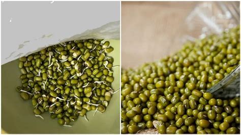 Organic Green Moong Seeds For Food Processing Packaging Type Loose