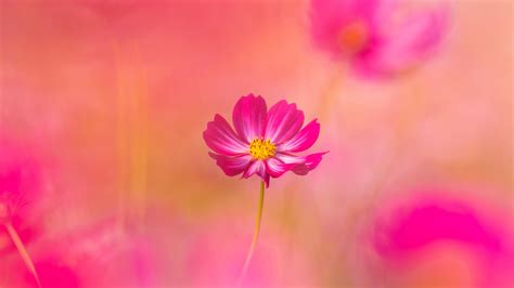 Pink Flower Desktop Background Hd | Best Flower Site