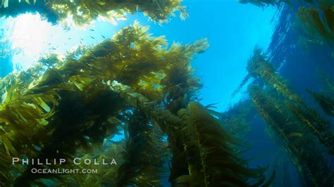 Giant Kelp Plants Lean Over In Ocean Currents Underwater Macrocystis