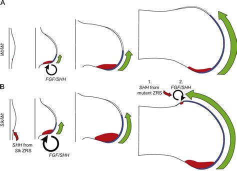 Model Depicting The Dependence Of The Mutated Zrs And Fgfshh Feedback