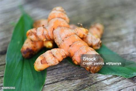 kunyit  kayu akar kunyit segar  daun hijau  ramuan obat