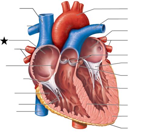 Cardiovascular System Anatomy And Physiology Of The Heart Flashcards