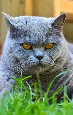 Exploring the Mystique of Blue Cat Breeds