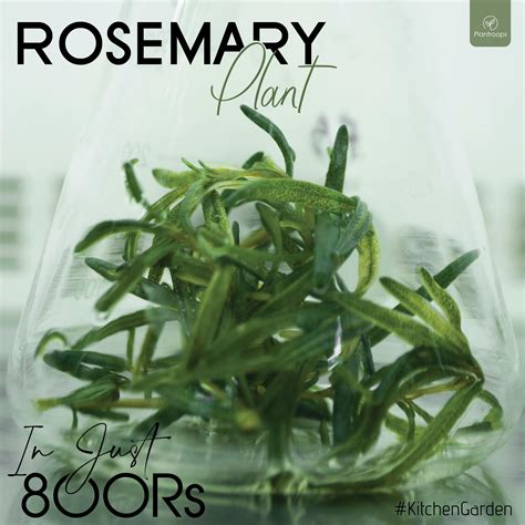 rosemary plant recipes