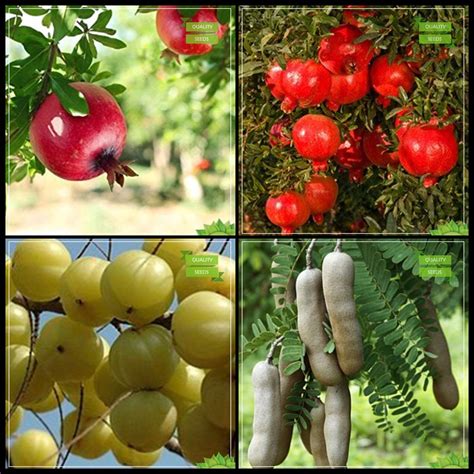 Creative Farmer Summer Seeds Combo Fruit Pomagranate Pomagranate Dwarf Indian Gooseberry