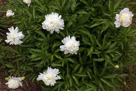 Fertilizing Your Peonies All You Need To Know Plantglossary