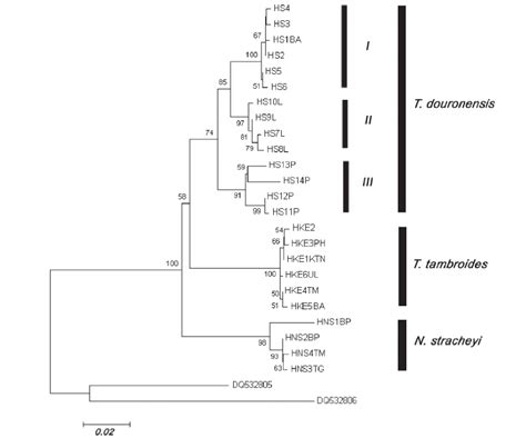 Neighbour Joining NJ Phylogram Consensus Tree Showing The