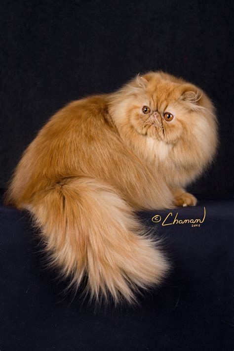 Persian Cat Kitten Orange Pets Lovers