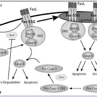 Mechanism Of Protein Deglutathionylation Catalyzed By Glutaredoxin