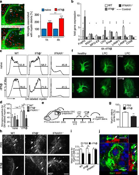 Ifnβ Secreted By Microglia Mediates Clearance Of Myelin Debris In Cns