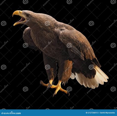 Eagle Flying Isolated at Black Stock Image - Image of haliaeetus ...