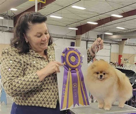 Criaderos De Pomerania En Mexico Pomeranias Mx Guadalajara