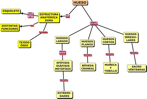 Sistema Oseo Y Celula Mindmeister Mapa Mental Images