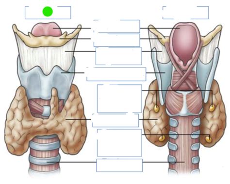 Endocrinology Exam 3 Flashcards Quizlet