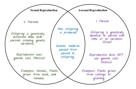 Venn Diagram Of Asexual And Sexual Reproduction Venn Asexual