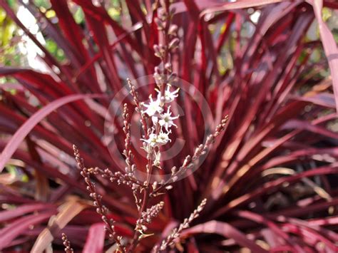 Cordyline Red Fountain Red Fountain Cordyline Information And Photos