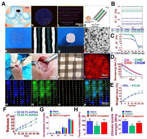 Fabrication Of Gdf Conjugated Bmsc Laden Scaffold For Cartilage