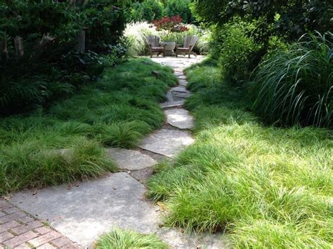 Pennsylvania Sedge (Carex pensylvanica) — Blazing Star Gardens