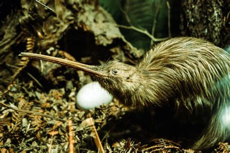 Why Are Kiwi Birds Endangered