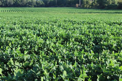 Peanut Farming Florida Peanut Producers