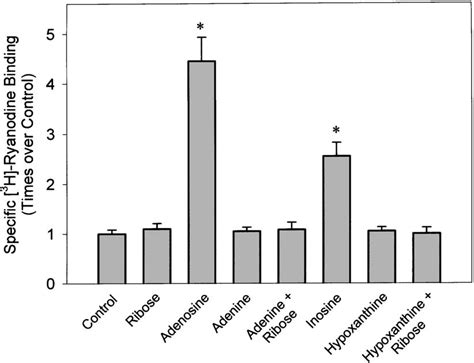role  ribose ring   activation   ryr  adenosine