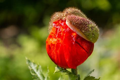 Mohnblume Mohn Rot Kostenloses Foto Auf Pixabay Pixabay