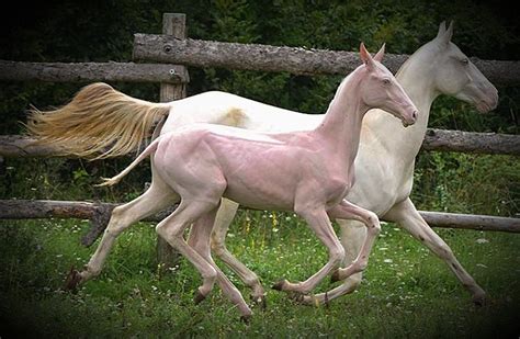 Naked Foal Syndrome