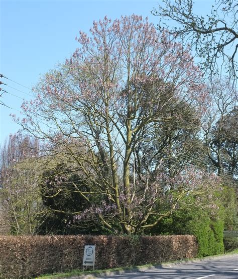 Paulownia Tomentosa Trees And Shrubs Online