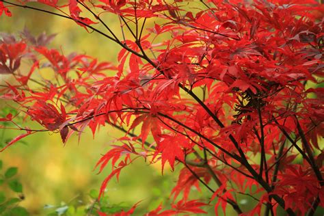 Fotos gratis naturaleza rama flor verde rojo color botánica