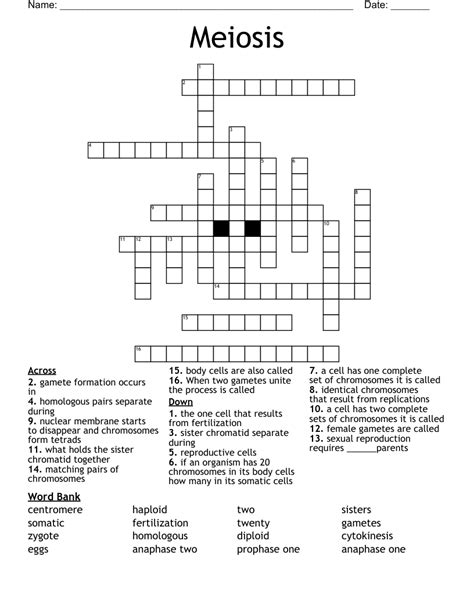 Meiosis Crossword WordMint