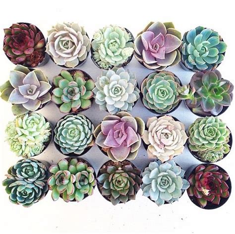 Pin By Lauren Musick On Plants Succulents Planting Succulents