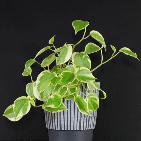 Cupid Peperomia Peperomia Scandens Variegata