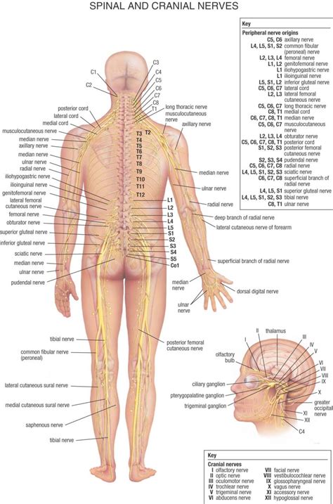 Is it Nerve Pain? | Adelaide Neurosurgery Centre