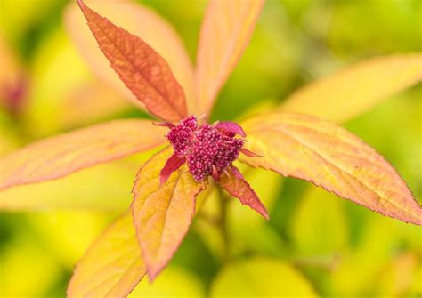 Spiraea Japonica Magic Carpet Walbuma Japanese Spirea