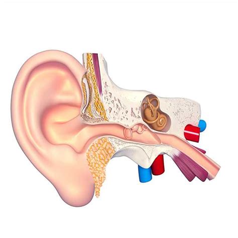 Fluid in the ear - Symptoms - 2024