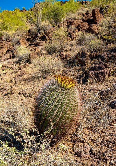 Ferocactus Wislizeni Yellow Fruits With Cactus Seeds In Arizona Barrel