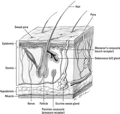 Getting into Your Skin: Epithelial Tissue - dummies