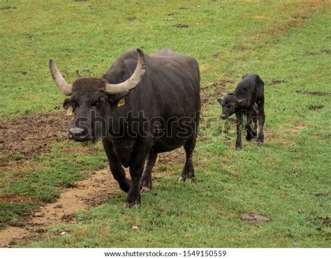 Baby Water Buffalo Following Her Mom Stock Photo 1549150559 | Shutterstock