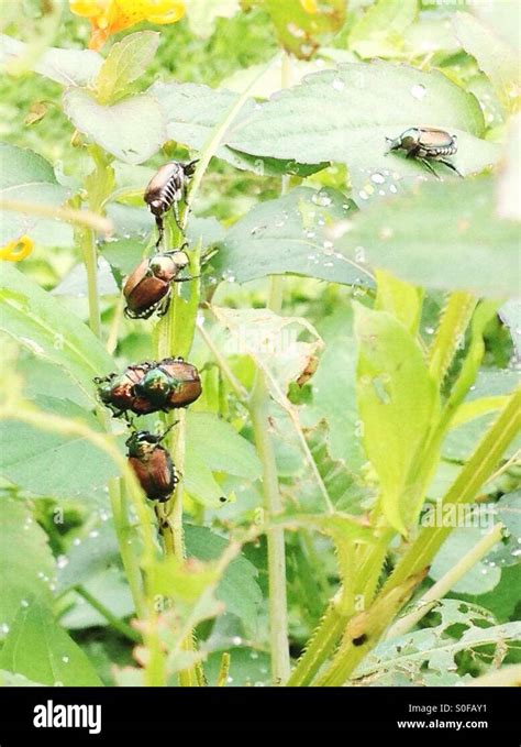 Insects eating a plant Stock Photo - Alamy