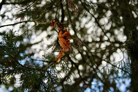 Cedar Apple Rust Spawning On A Red Cedar Tree Stock Photo Image Of