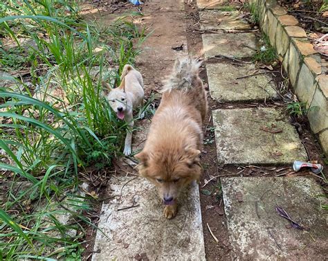 Animais vítimas de maus tratos são resgatados pela Sepa em Betim